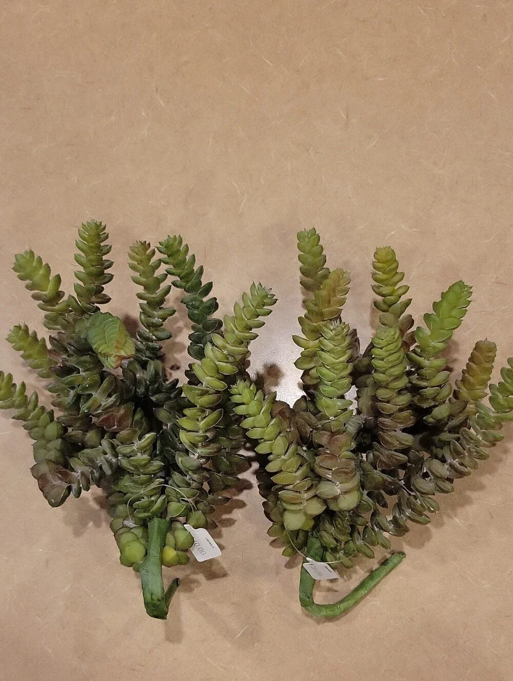 Artificial Succulent Stem Bundle in Green - Unbranded